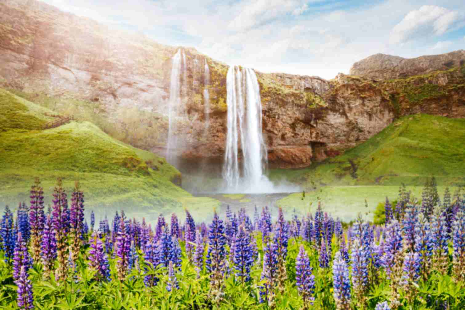 Beautiful Iceland waterfall surrounded by purple lupine flowers in a green valley