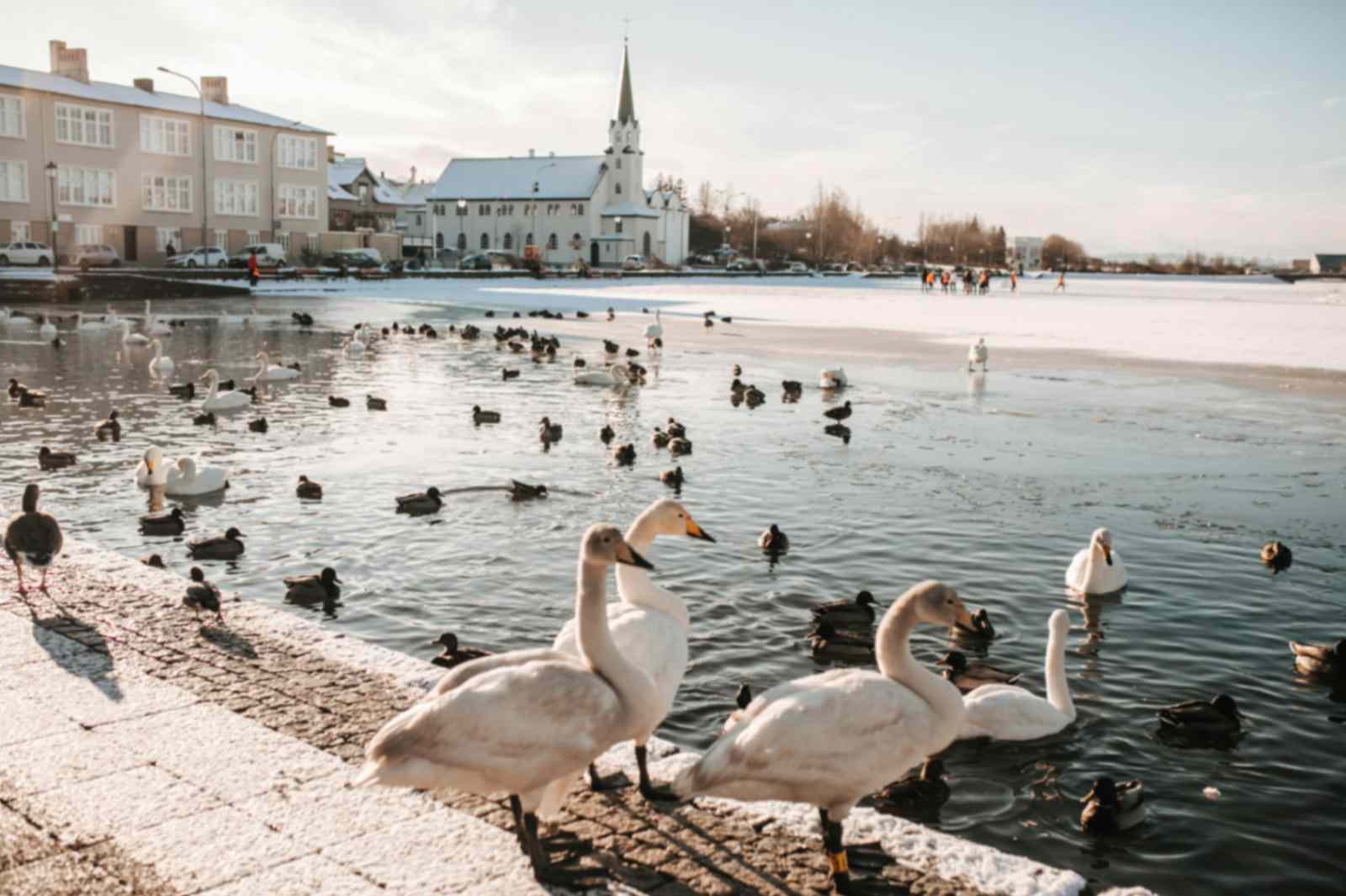 Swans and ducks gathered on a partially frozen city lake with buildings and a church in the background.