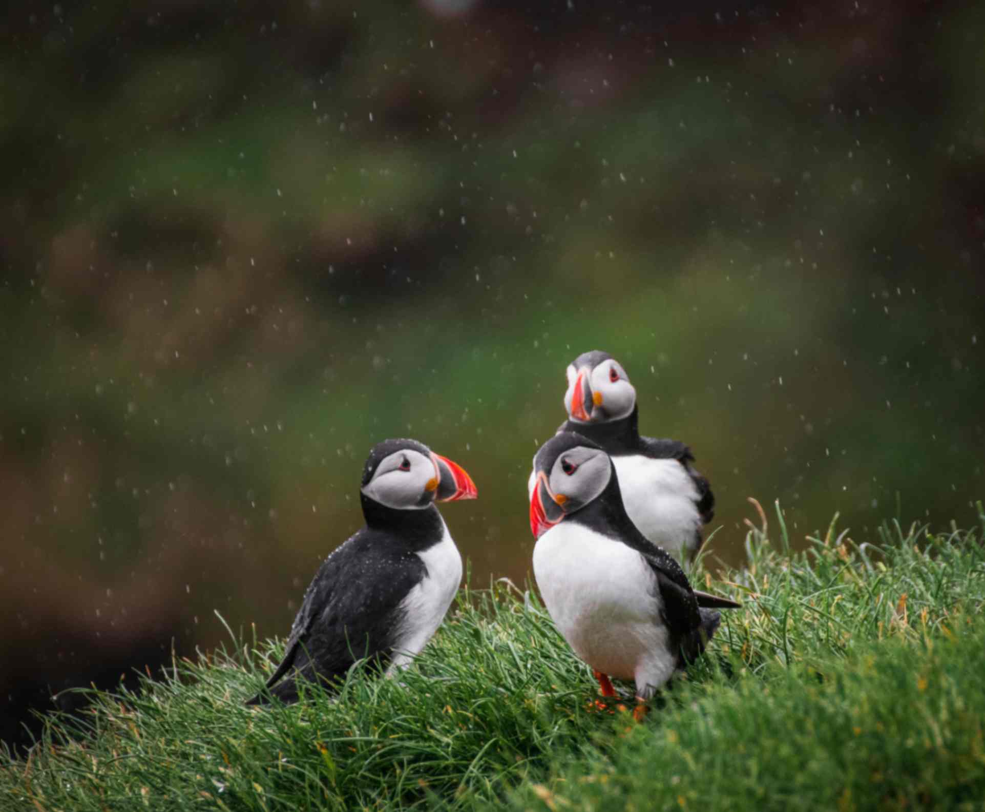 Atlantic puffins standing on grassy coastal cliffs in Iceland during the summer nesting season Atlantic puffins standing on grassy coastal cliffs in Iceland during the summer nesting season