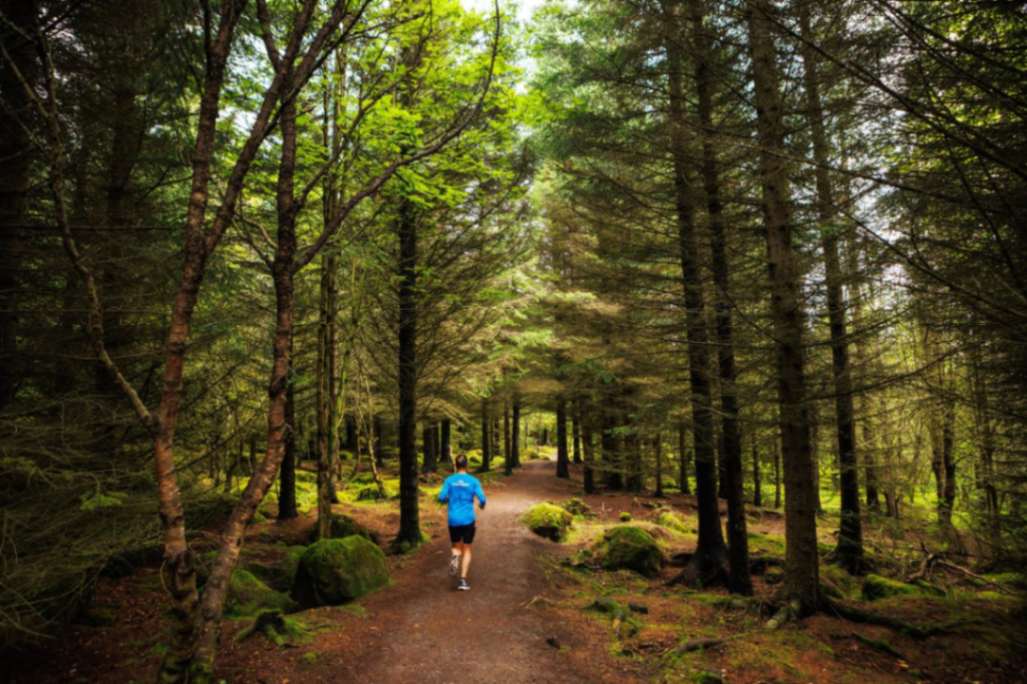 Person jogging along a dirt path through a dense green forest with tall trees and mossy ground.