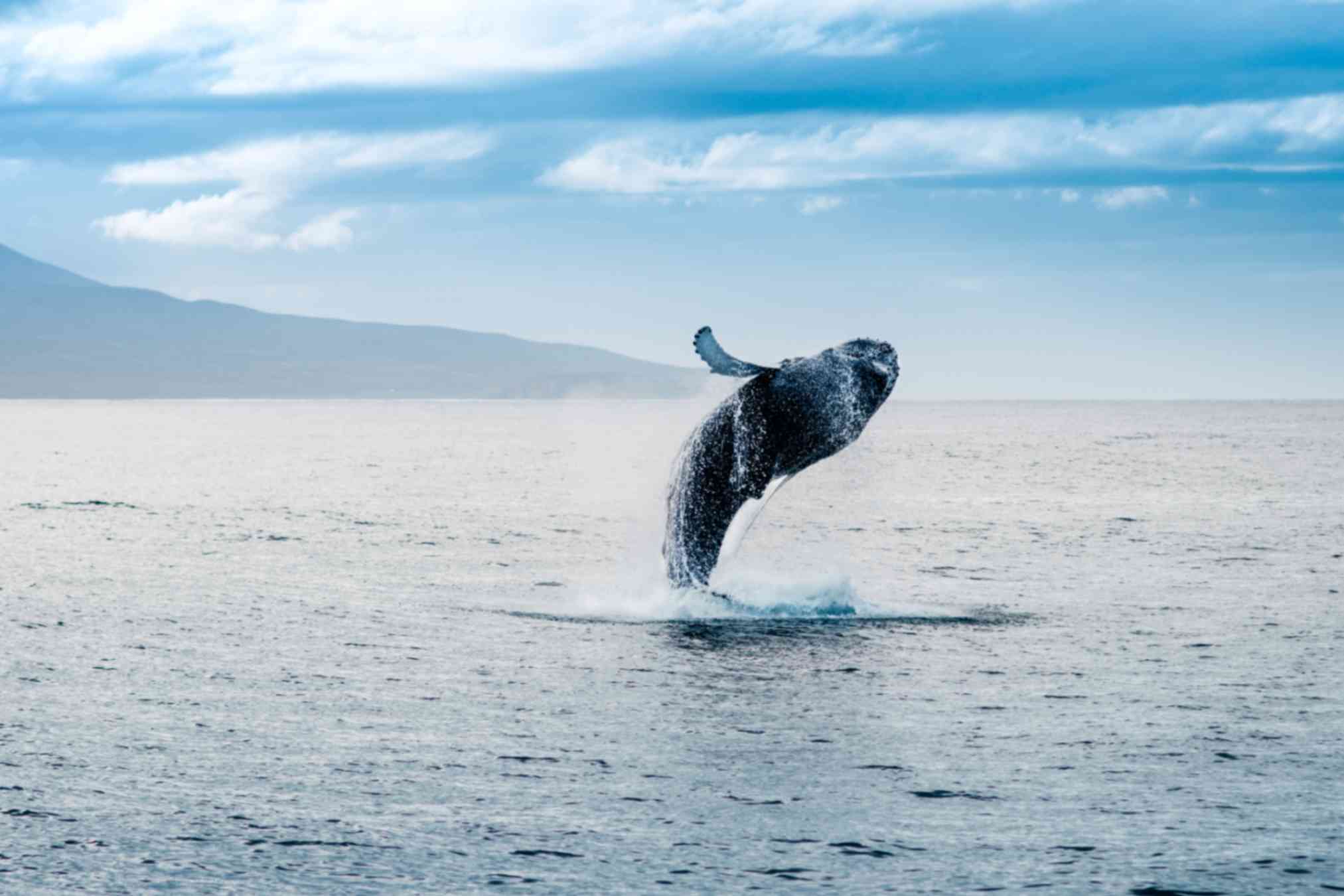 Humpback whale breaching in the ocean during a whale watching tour in Iceland